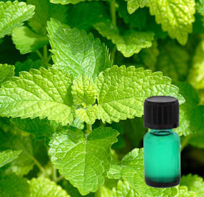 Melissa Leaf Essential Oil